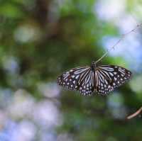 สวนพฤกษศาสตร์ รอวมื