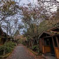 大雪山國家森林遊樂區的美好享受