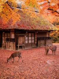 【まだ紅葉が物足りない！🍁】12月に見ることができる紅葉スポット紹介！全国編！🗺️