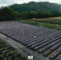 Hokkaido Flower Park Khaoyai