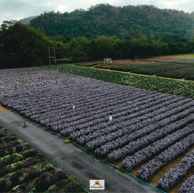 Hokkaido Flower Park Khaoyai