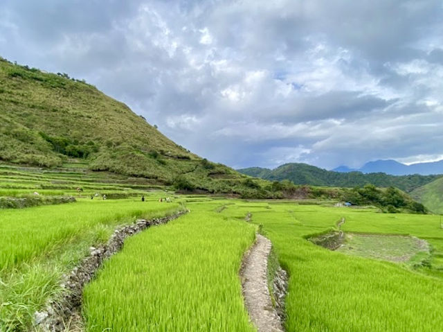 Tinglayan Rice Terraces