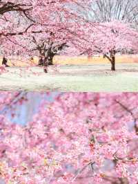 【東京河津桜】代々木公園花見と周辺散策スポット