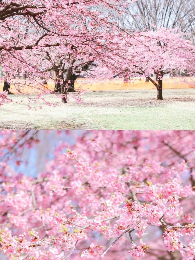 【東京河津桜】代々木公園花見と周辺散策スポット