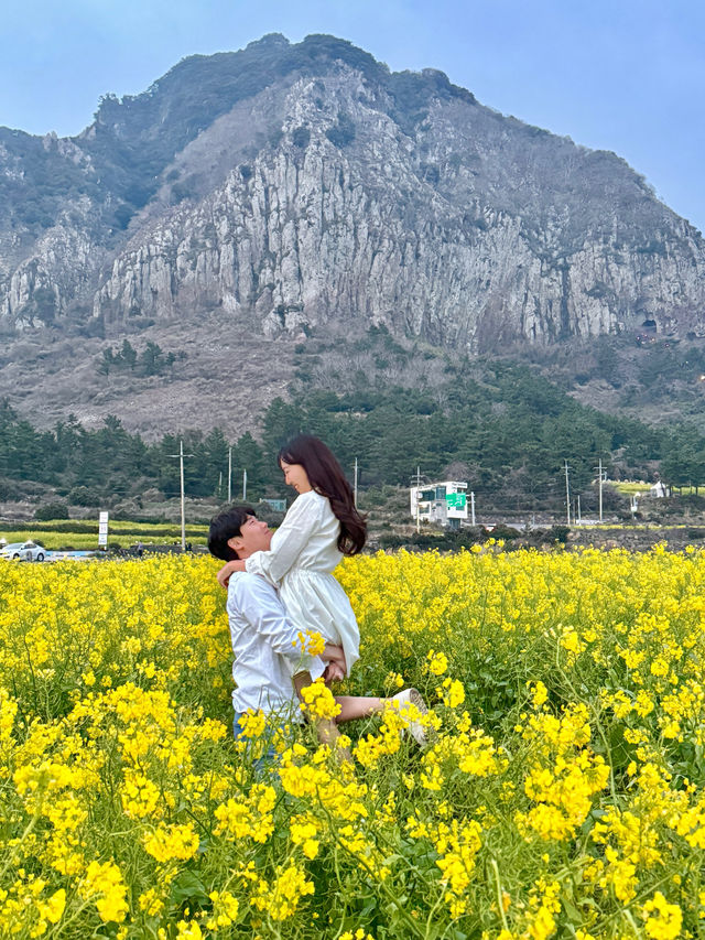 제주 유채꽃 no.1 명소 산방산 유채꽃