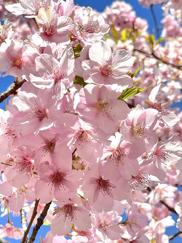 【喜多院/埼玉県】徳川家ゆかりの寺院で少し早い桜詣