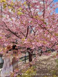 【京都】京都市内で一番早くお花見が出来る人気スポット
