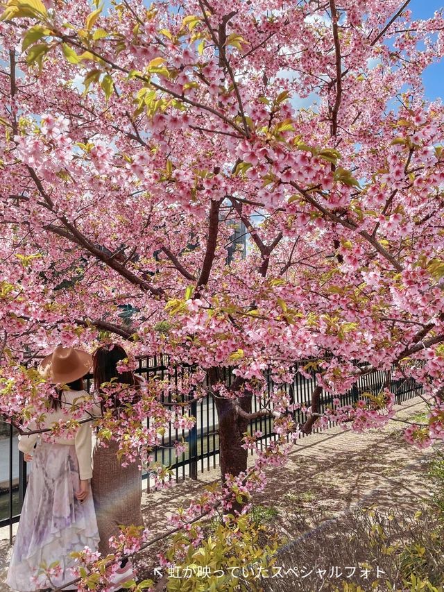 【京都】京都市内で一番早くお花見が出来る人気スポット