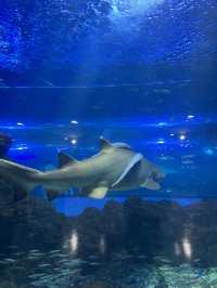 비가 오는 날 제주에서 실내 놀거리! 제주 아쿠아플라넷🐠