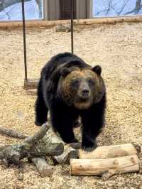 【北海道・登別】のぼりべつクマ牧場
