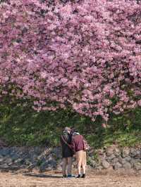 Kawazu Sakura Cherry blossom แห่งเมืองคะวะซุ🌸