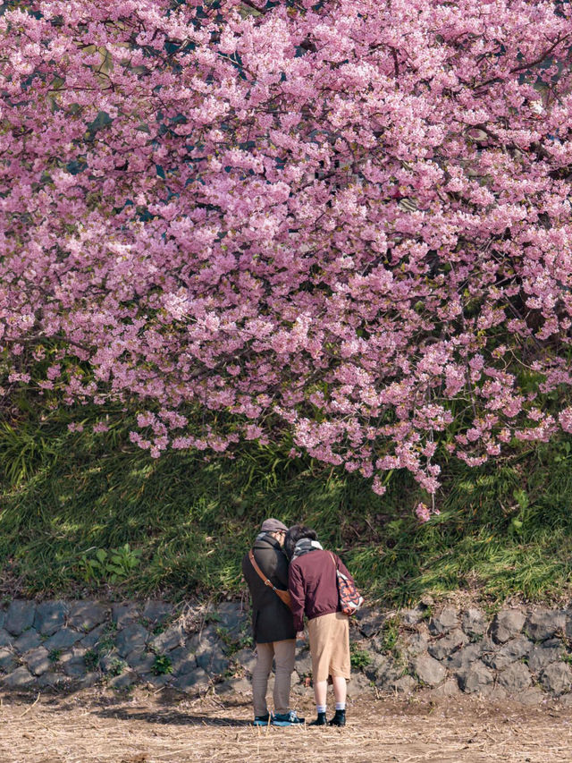 Kawazu Sakura Cherry blossom แห่งเมืองคะวะซุ🌸