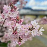【神奈川】一足先に春の桜道🌸春めき桜穴場スポット！