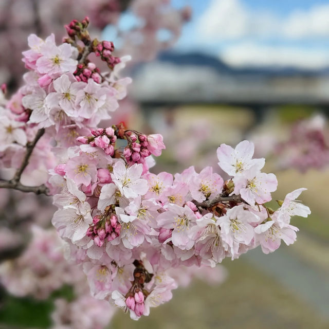 【神奈川】一足先に春の桜道🌸春めき桜穴場スポット！