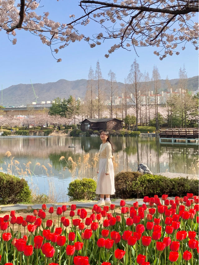 부산 근교 벚꽃 + 튤립 명소 김해 연지공원
