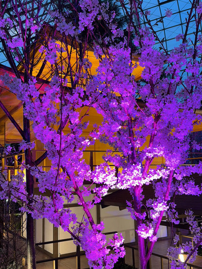 2024 Japan Cherry Blossom Award】6 must-visit famous spots