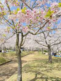 【稲美町】車でいく桜が素晴らしい公園