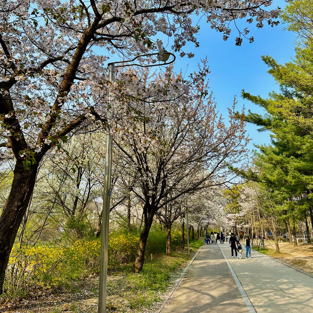 안양천의 벚꽃길을 따라 자전거 여행, 학운공원🌸