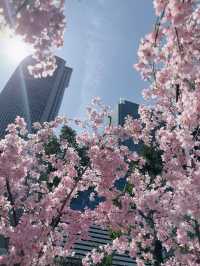 名古屋駅🌸花粉症知らずのお花見
