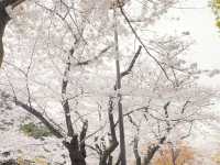 สวนโยโยกิ Yoyogi Park 🌸