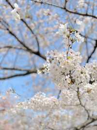 【2024年桜】大阪城公園ちょっと穴場の桜