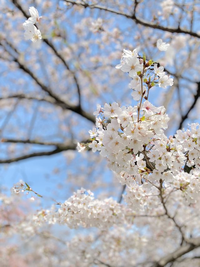 【2024年桜】大阪城公園ちょっと穴場の桜