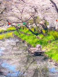 🌸桜を見ながら和船に乗れる📍川越氷川神社　裏手にある新河岸川で花筏（はないかだ）体験