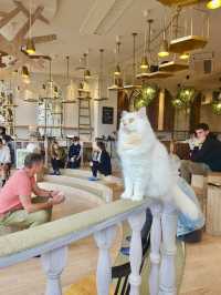 Cat Cafe MOCHA Harajuku