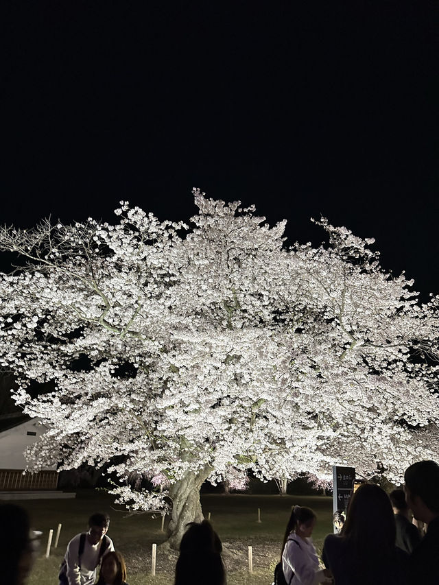 絢爛多彩の夜櫻🌸