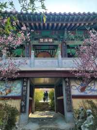 철쭉과 서부해당화의 환상콜라보🌸