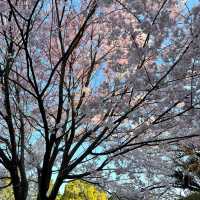 【日韓春天好去處】上田公園：絕景櫻花