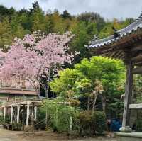 藤井寺（ふじいでら）