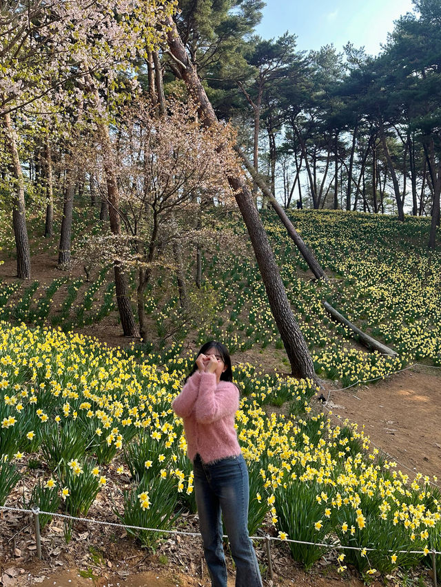 수선화를 볼 수 있는 유기방가옥 🌼