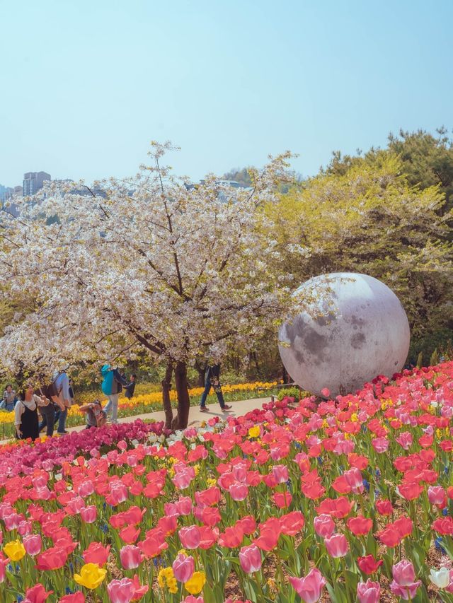 서울 한복판에서 오색 튤립과 벚꽃을 동시에 볼 수 있는“연희숲속센터”  
