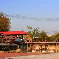 ชมค้างคาวร้อยล้าน วัดเขาช่องพราน ราชบุรี