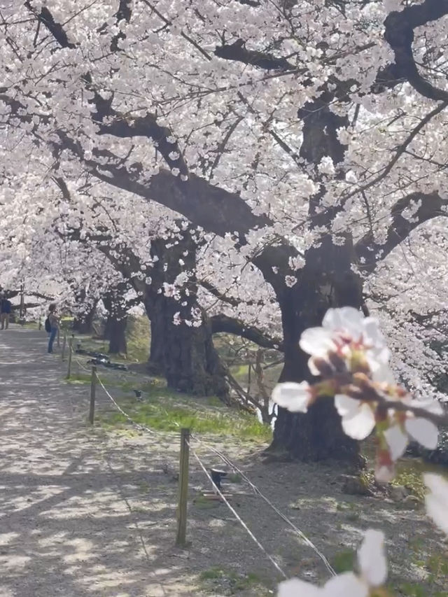 【福島 会津若松】約1000本のソメイヨシノ🌸に囲まれたお城🏯鶴ヶ城