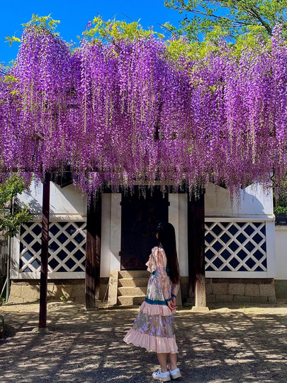 This is the place to see wisteria flowers in Osaka! | Trip.com