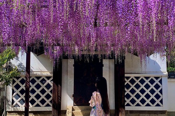 This is the place to see wisteria flowers in Osaka! | Trip.com