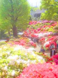 【東京】鮮やかでまぶしいつつじまつり