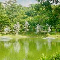 Unwind and Unplug: Punggol Park Connector's Nature Escape
