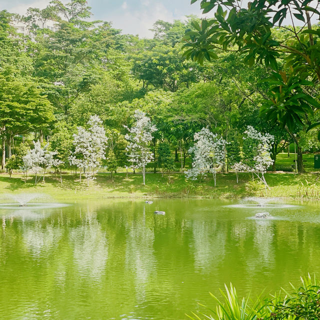 Unwind and Unplug: Punggol Park Connector's Nature Escape