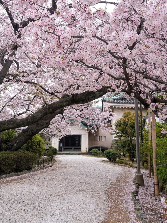 💕🌸 와카야마 성💕🌸