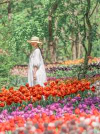 甲信地方最大！圧倒的なスケールのチューリップ畑🌷🌷🌷