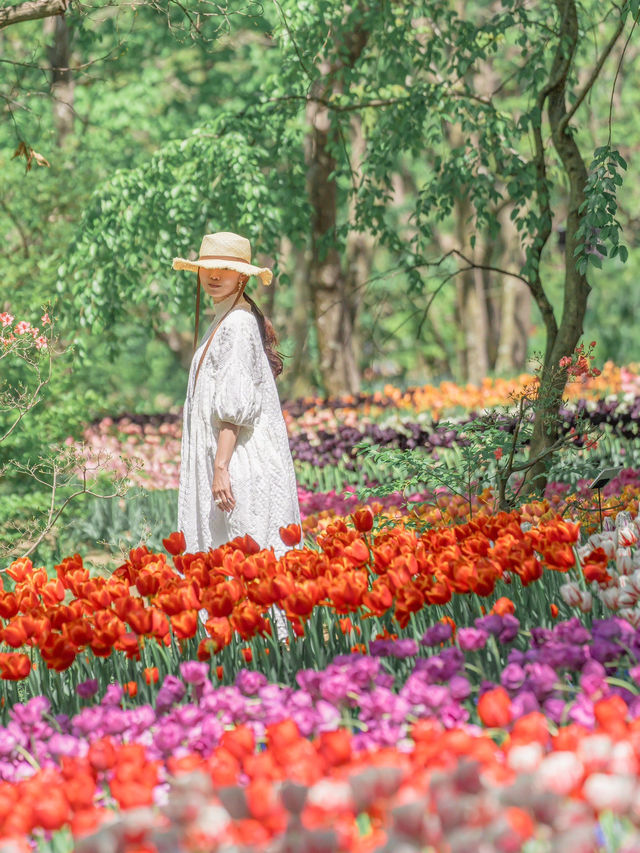 甲信地方最大！圧倒的なスケールのチューリップ畑🌷🌷🌷