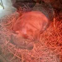 Cleland Wildlife Park