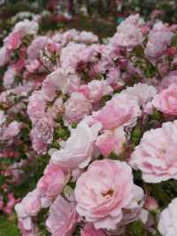 バラ園でプリンセス気分👸🏼🌹【千葉】