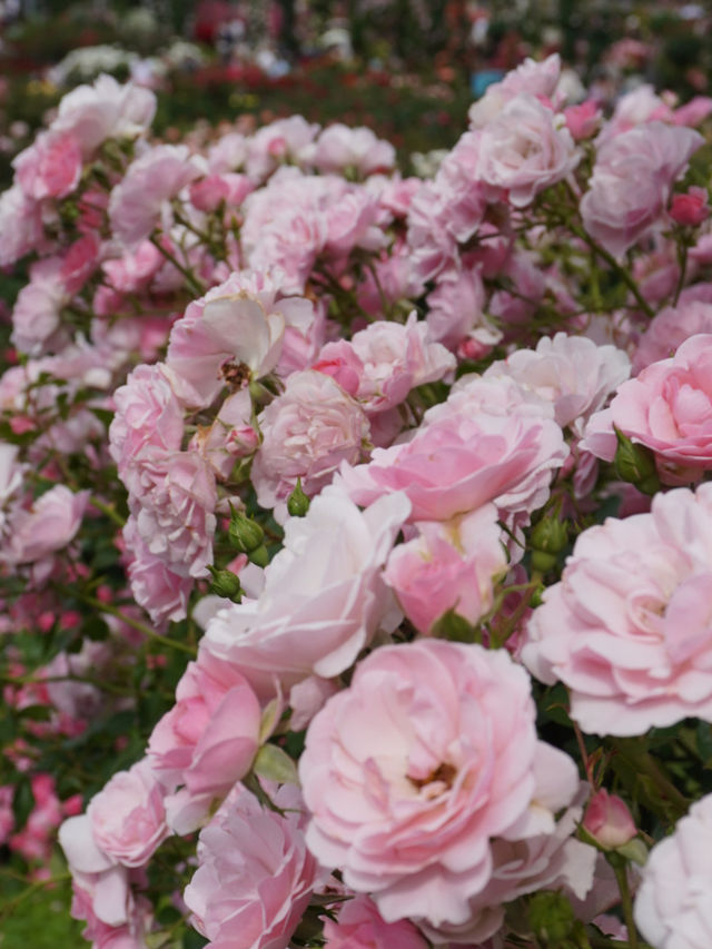 バラ園でプリンセス気分👸🏼🌹【千葉】