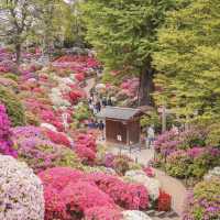 根津神社杜鵑花