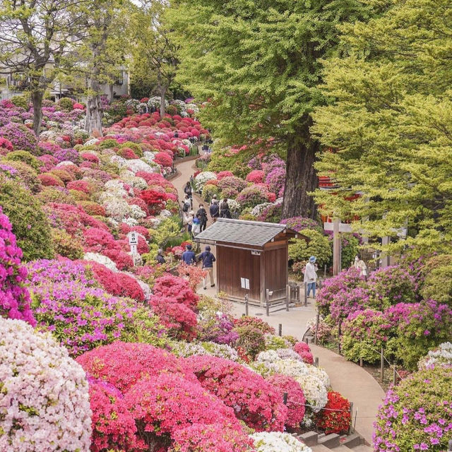 根津神社杜鵑花