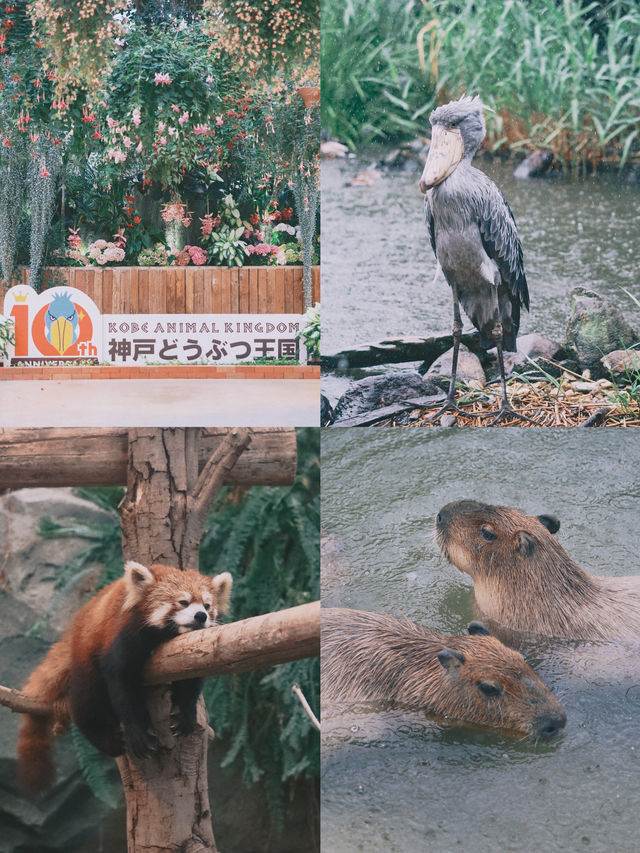 日本｜ 神戶動物王國 近距離接觸水豚君～